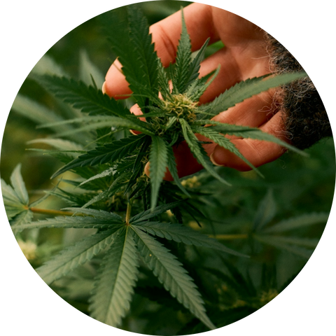 Hemp-Derived Cannabinol (CBN)