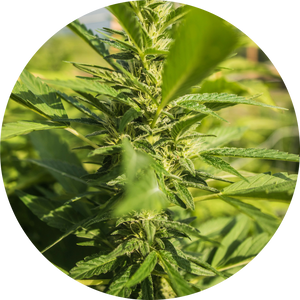 Organic Hemp Flower Extract