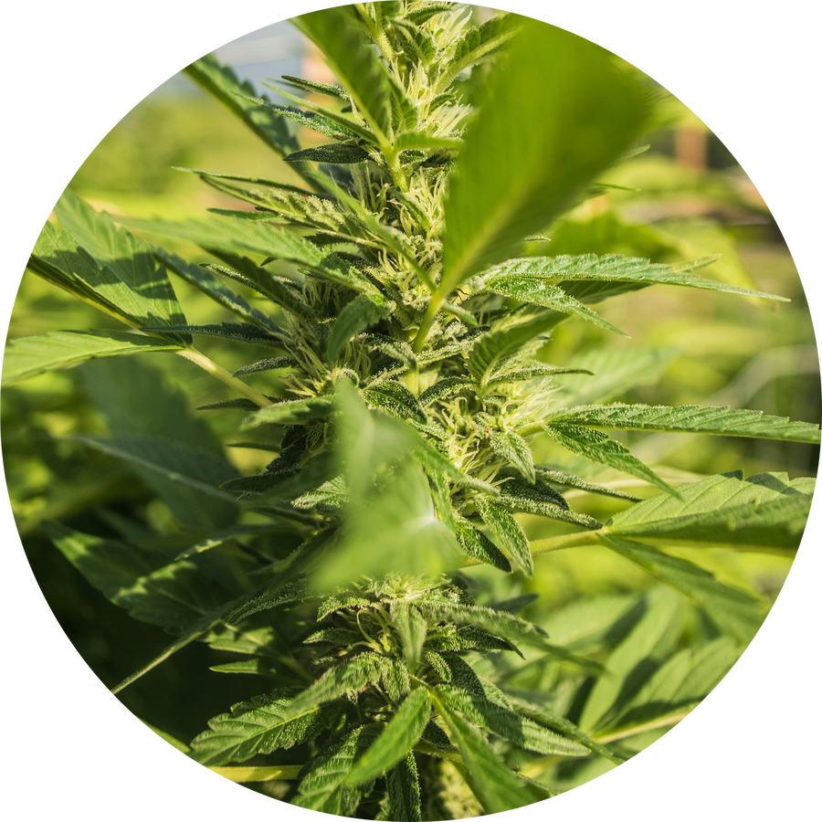 Organic Hemp Flower Extract