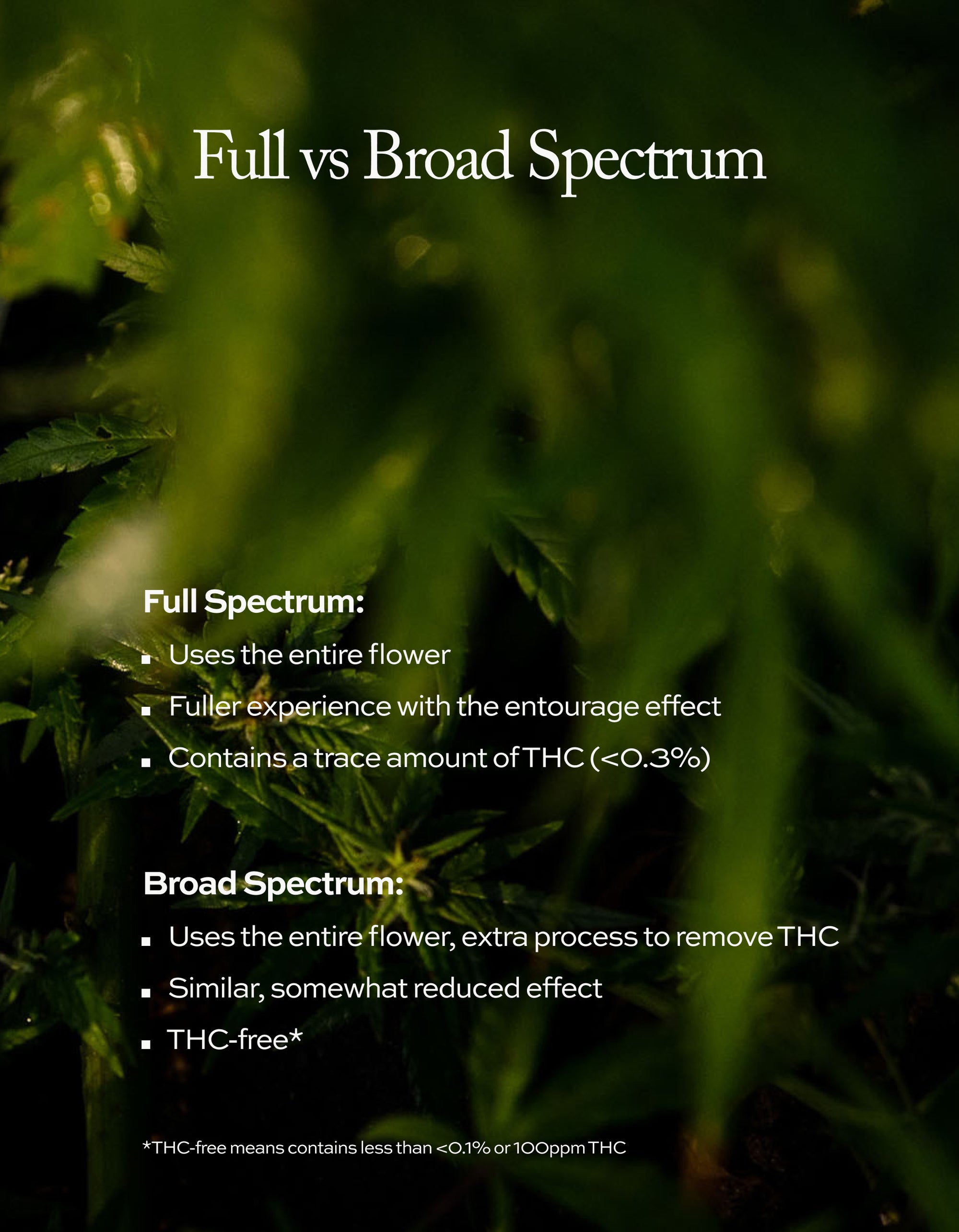 Broad Spectrum Daily Nano Jellies