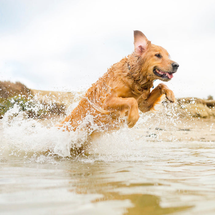 Helps to support your pet's mobility, hip, and joint health