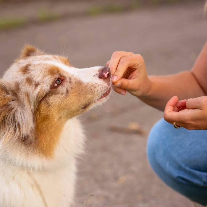 Easy-to-administer soft chew your pet will love